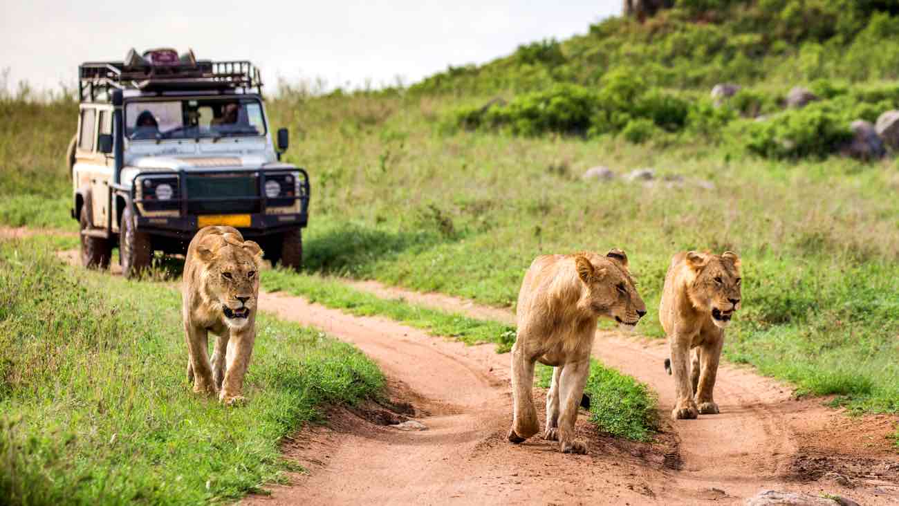 Safari in Tanzania